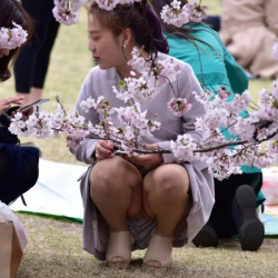桜とパンツが同時に楽しめちゃう素人娘たちの花見パンチラの画像